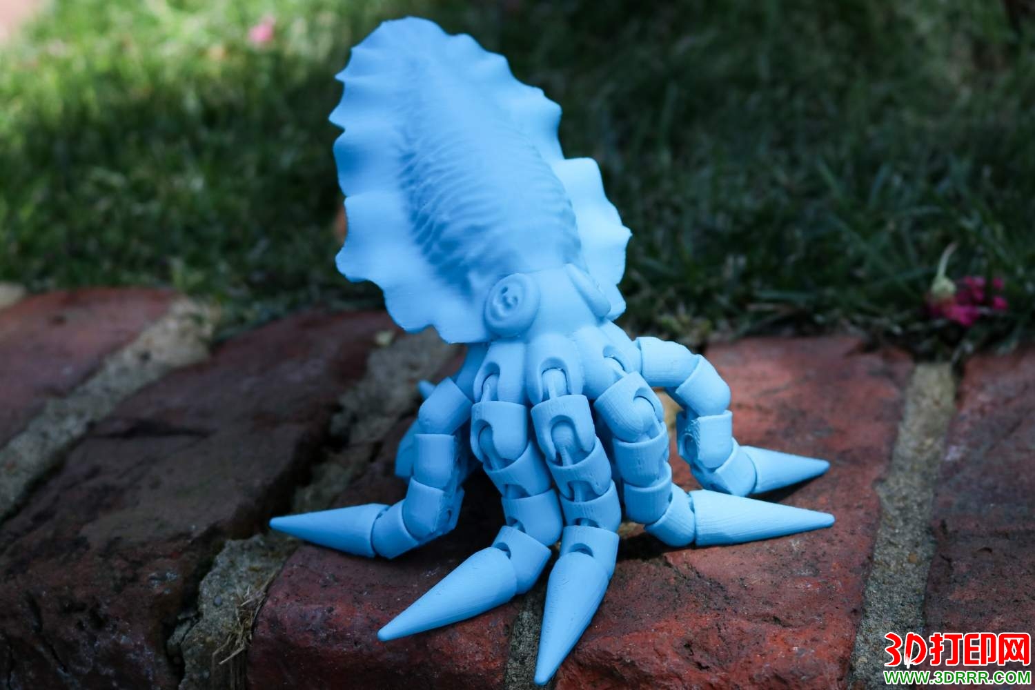 乌贼（墨鱼）3D打印模型